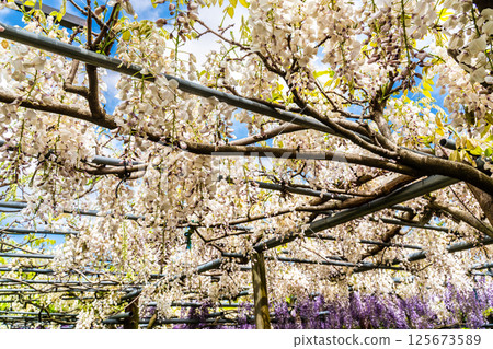 宮崎園的紫藤[長崎縣大村市] 125673589