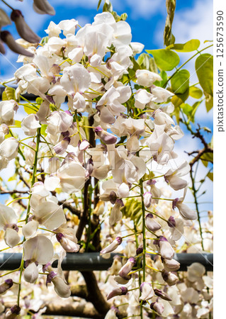 宮崎園的紫藤[長崎縣大村市] 125673590