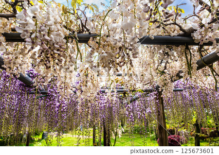 Wisteria at Miyazakien [Omura City, Nagasaki Prefecture] 125673601