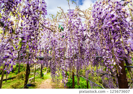 Wisteria at Miyazakien [Omura City, Nagasaki Prefecture] 125673607