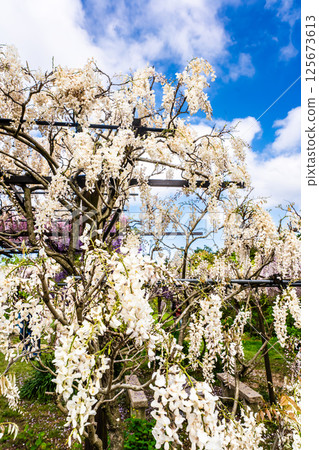宮崎園的紫藤[長崎縣大村市] 125673613
