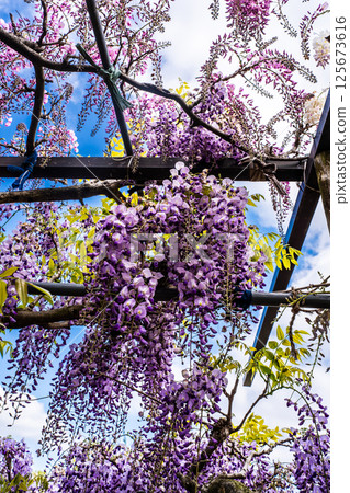 Wisteria at Miyazakien [Omura City, Nagasaki Prefecture] 125673616
