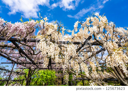 宮崎園的紫藤[長崎縣大村市] 125673623