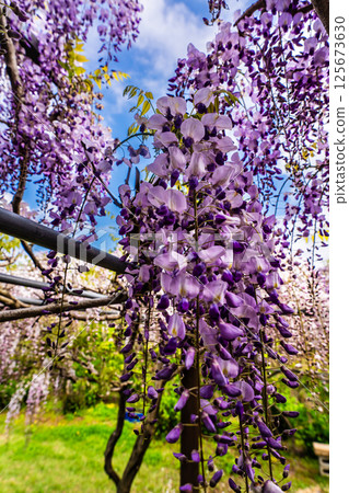 Wisteria at Miyazakien [Omura City, Nagasaki Prefecture] 125673630