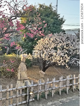 Red and white plum blossoms and winter enclosures at Ikegami Plum Garden 125673654