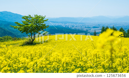 Nanohakura Takahara Nanohana Farm Field 125673656