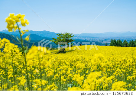 Nanohakura Takahara Nanohana Farm Field 125673658