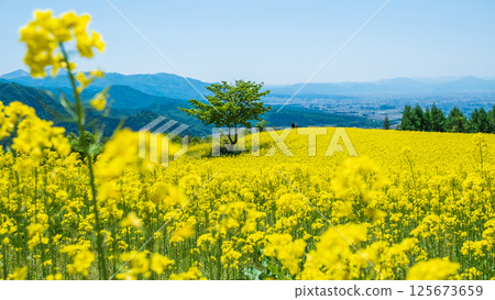 Nanohakura Takahara Nanohana Farm Field 125673659