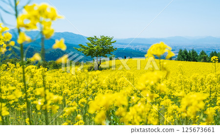 Nanohakura Takahara Nanohana Farm Field Nanohakura Takahara Nanohana Farm Field 125673661