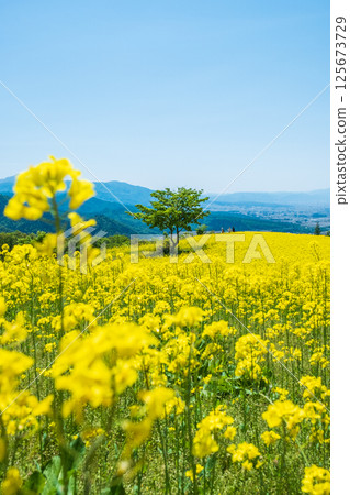 Nanohakura Takahara Nanohana Farm Field 125673729