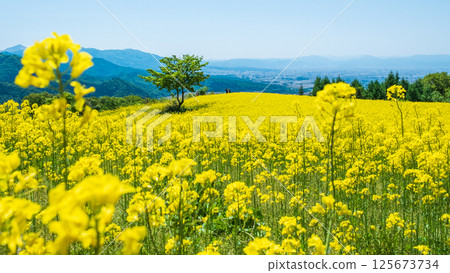 Nanohakura Takahara Nanohana Farm Field Nanohakura Takahara Nanohana Farm Field 125673734