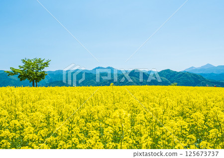 Nanohakura Takahara Nanohana農田 Nanohakura Takahara Nanohana農田 125673737