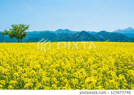 Nanohakura Takahara Nanohana Farm Field Nanohakura Takahara Nanohana Farm Field 125673746