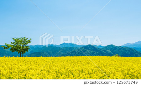 Nanohakura Takahara Nanohana Farm Field 125673749
