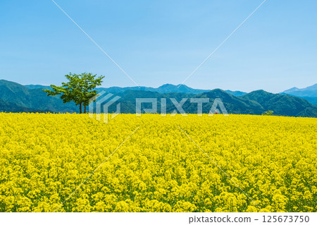 Nanohakura Takahara Nanohana農田 125673750