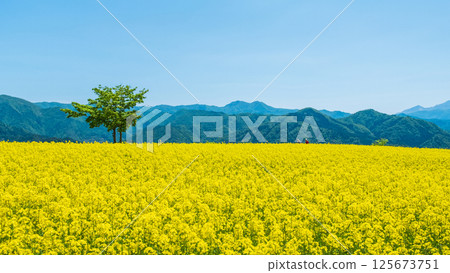 Nanohakura Takahara Nanohana農田 Nanohakura Takahara Nanohana農田 125673751