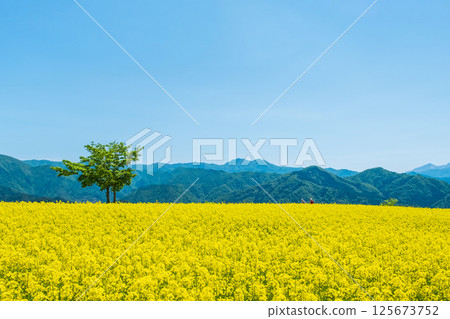 Nanohakura Takahara Nanohana農田 Nanohakura Takahara Nanohana農田 125673752