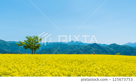 Nanohakura Takahara Nanohana Farm Field 125673753