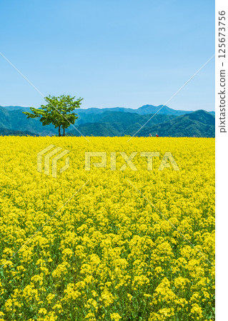 Nanohakura Takahara Nanohana Farm Field 125673756