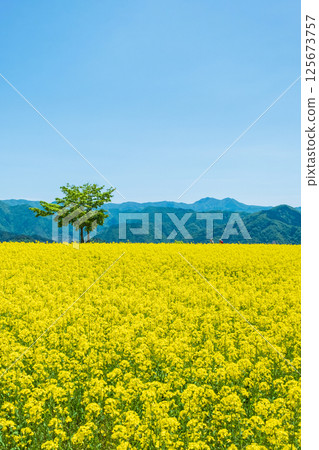 Nanohakura Takahara Nanohana農田 125673757