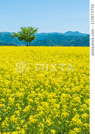 Nanohakura Takahara Nanohana Farm Field 125673758
