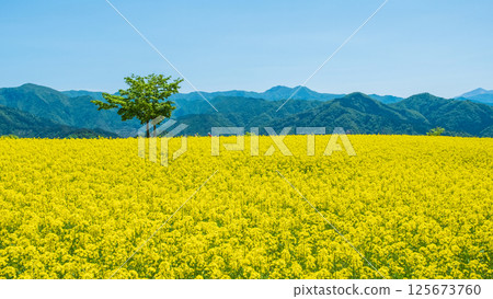 Nanohakura Takahara Nanohana農田 Nanohakura Takahara Nanohana農田 125673760