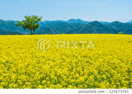 Nanohakura Takahara Nanohana農田 Nanohakura Takahara Nanohana農田 125673761