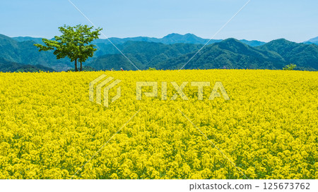Nanohakura Takahara Nanohana Farm Field Nanohakura Takahara Nanohana Farm Field 125673762