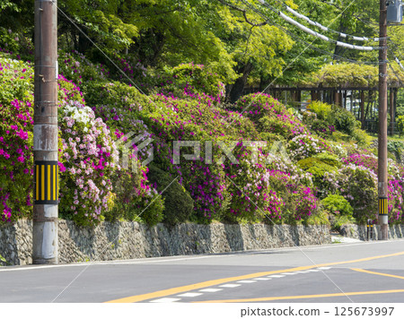 路邊盛開的杜鵑花 路邊盛開的杜鵑花 125673997