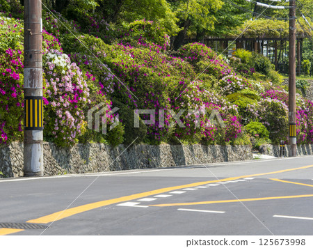 路邊盛開的杜鵑花 路邊盛開的杜鵑花 125673998