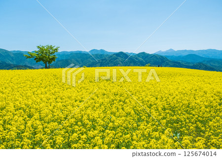 Nanohakura Takahara Nanohana Farm Field 125674014