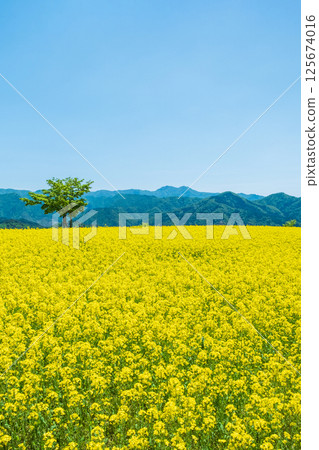 Nanohakura Takahara Nanohana Farm Field 125674016