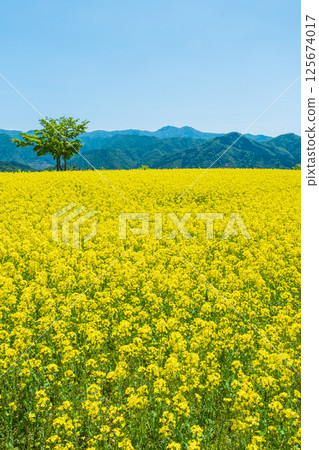 Nanohakura Takahara Nanohana農田 Nanohakura Takahara Nanohana農田 125674017