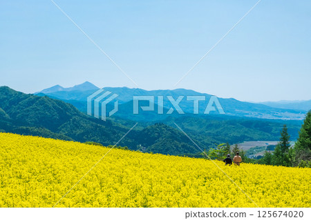 Sannokura Highlands rapeseed flower field: overlooking Mount Bandai 125674020