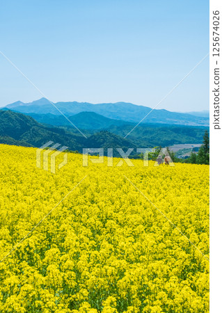 三之倉高原油菜花田:眺望磐梯山 三之倉高原油菜花田:眺望磐梯山 125674026
