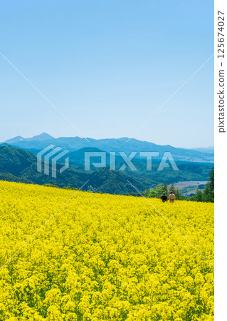 三之倉高原油菜花田:眺望磐梯山 三之倉高原油菜花田:眺望磐梯山 125674027