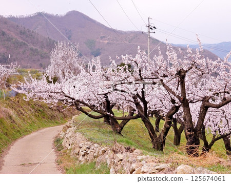 Apricot Orchard Road Apricot Orchard Road 125674061