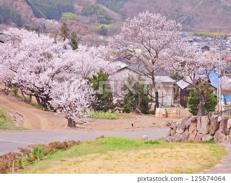 杏花和櫻花盛開的杏花村 125674064
