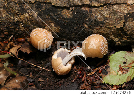 Cute two-tone beige Kokiraratake mushroom front and back cap, folds, and pattern images (strobe macro photography in natural environment) Cute two-tone beige Kokiraratake mushroom front and back cap, folds, and pattern images (strobe macro photography in natural environment) 125674256