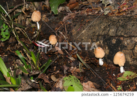 Cute light brown Kokiraratake mushrooms growing on fallen trees beside a forest road (strobe macro photography in natural environment) Cute light brown Kokiraratake mushrooms growing on fallen trees beside a forest road (strobe macro photography in natural environment) 125674259