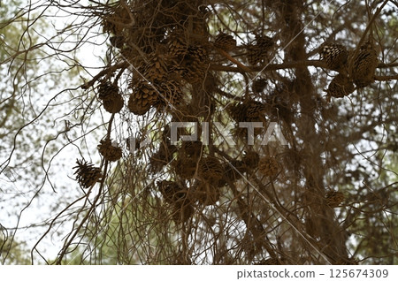 Big cones on pine trees in the forest. Close-up. Yeruham Park in southern Israel. High quality photo 125674309