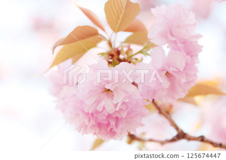 Double cherry blossoms bathed in the spring sunshine 125674447