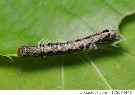 Plum moth larvae and young leaves (strobe + macro close-up in natural environment) 125674448