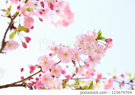 Pale pink Omoigawa cherry blossoms [Sky background] 125674704