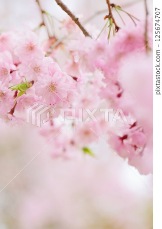 盛開的重瓣垂枝櫻花樹的特寫 [背景模糊] [背景模糊] 125674707