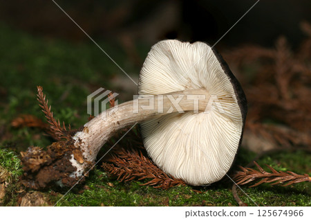 潮濕雪松林中的黑邊蘑菇的黑邊菌褶和菌柄（自然環境中的微距拍攝） 125674966
