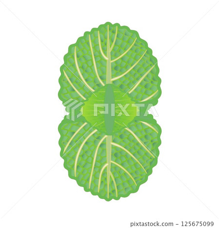 薄荷葉插圖 薄荷葉插圖 125675099
