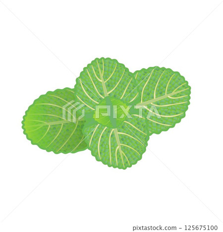 Mint leaf illustration 125675100