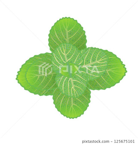 Mint leaf illustration 125675101