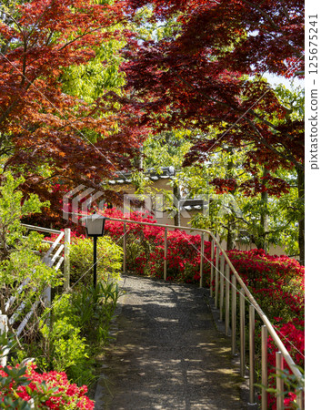 Bright red azaleas and maples Bright red azaleas and maples 125675241